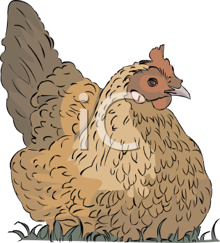 Chicken Clipart