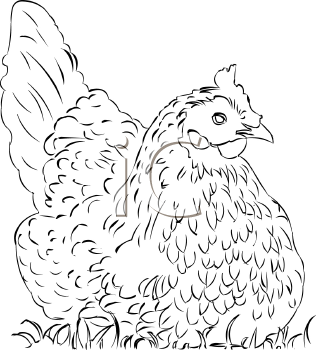 Chicken Clipart