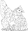 Chicken Clipart