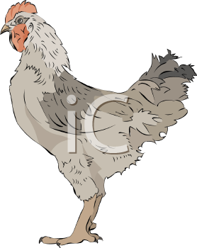 Chicken Clipart