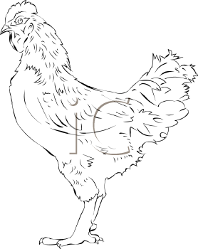 Chicken Clipart