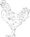 Chicken Clipart