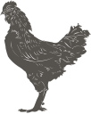 Chicken Clipart