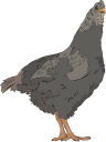 Chicken Clipart