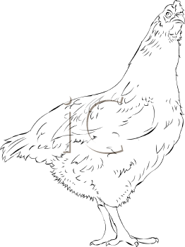 Chicken Clipart