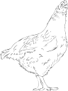 Chicken Clipart