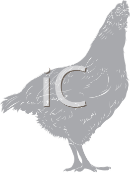 Chicken Clipart