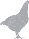 Chicken Clipart