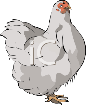 Chicken Clipart