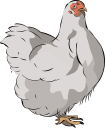 Chicken Clipart