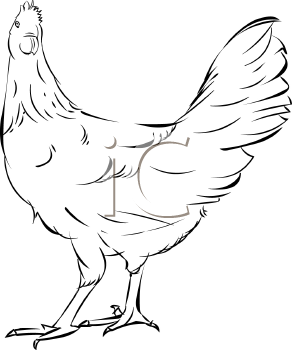 Chicken Clipart