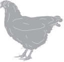 Chicken Clipart