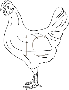 Chicken Clipart