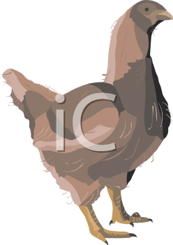 Chicken Clipart