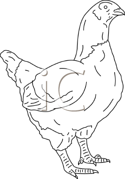 Chicken Clipart