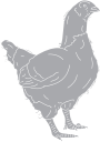 Chicken Clipart