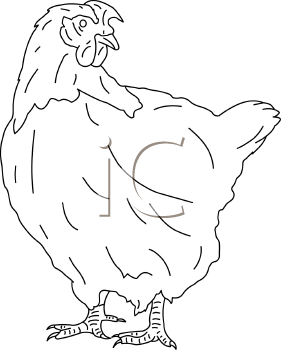 Chicken Clipart