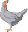 Chicken Clipart