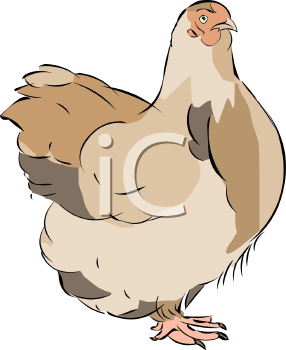 Chicken Clipart