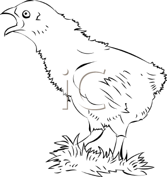 Chicken Clipart