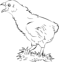 Chicken Clipart