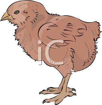 Chicken Clipart