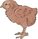 Chicken Clipart