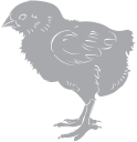 Chicken Clipart