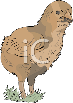 Chicken Clipart