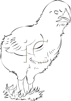 Chicken Clipart