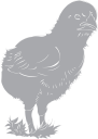 Chicken Clipart