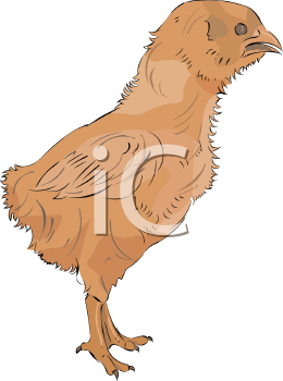 Chicken Clipart