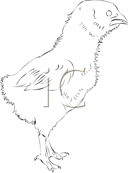 Chicken Clipart