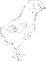 Chicken Clipart