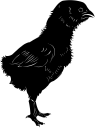 Chicken Clipart