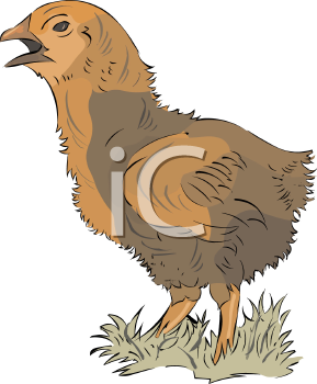 Chicken Clipart