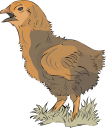 Chicken Clipart