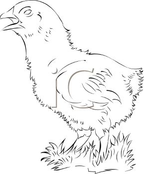 Chicken Clipart