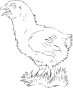 Chicken Clipart