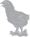 Chicken Clipart