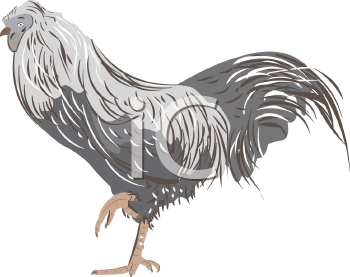 Chicken Clipart