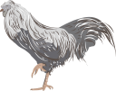 Chicken Clipart