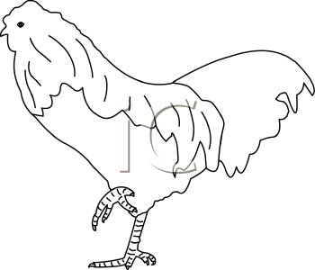 Chicken Clipart