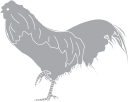 Chicken Clipart