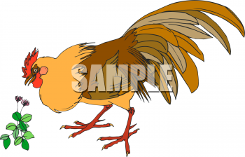 Chicken Clipart