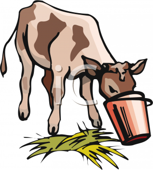 Calf Clipart