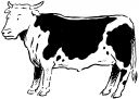 Cow Clipart