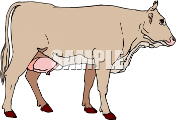 Cow Clipart