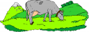 Cow Clipart