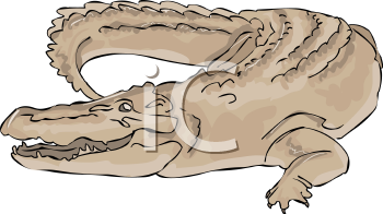 Crocodile Clipart